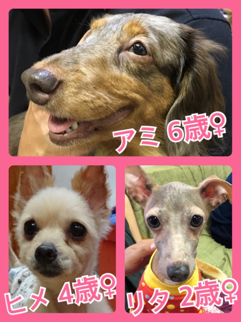 【今日の里親様募集中ワンコ🐶メンバーです🐾】2018,7,9